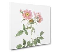 Rose of Lady Monson in Pink by Pierre Joseph Redoute Vintage Canvas Wall Art Print Ready to Hang, Framed Picture for Living Room Bedroom Home Office Décor, 20x20 Inch (50x50 cm)