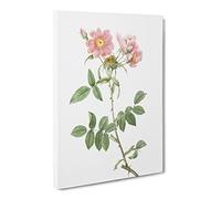Rose Of Lady Monson In Pink By Pierre Joseph Redoute Vintage Canvas Wall Art Print Ready to Hang, Framed Picture for Living Room Bedroom Home Office Décor, 24x16 Inch (60x40 cm)