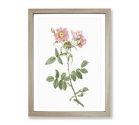 Rose Of Lady Monson In Pink By Pierre Joseph Redoute Vintage Framed Wall Art Print, Ready to Hang Picture for Living Room Bedroom Home Office Décor, Oak A2 (64 x 46 cm)