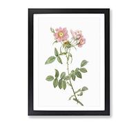 Rose Of Lady Monson In Pink By Pierre Joseph Redoute Vintage Framed Wall Art Print, Ready to Hang Picture for Living Room Bedroom Home Office Décor, Black A3 (34 x 46 cm)