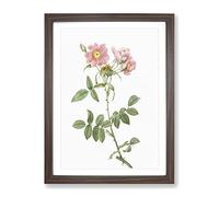 Rose Of Lady Monson In Pink By Pierre Joseph Redoute Vintage Framed Wall Art Print, Ready to Hang Picture for Living Room Bedroom Home Office Décor, Walnut A4 (34 x 25 cm)