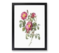 Rose of Love in Pink by Pierre-Joseph Redoute Framed Print | A2 Black Framed Wall Art | Ready to Hang | Modern Love Picture | Living Room Bedroom Lounge Office