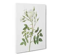 Rose Of Rosenberg In White By Pierre Joseph Redoute Vintage Canvas Wall Art Print Ready to Hang, Framed Picture for Living Room Bedroom Home Office Décor, 30x20 Inch (76x50 cm)