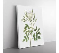 Rose Of Rosenberg In White By Pierre Joseph Redoute Vintage Canvas Wall Art Print Ready to Hang, Framed Picture for Living Room Bedroom Home Office Décor, 76x50 cm (30x20 Inch)