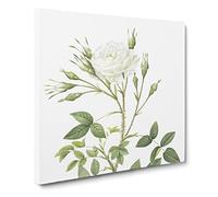 Rose of Rosenberg in White by Pierre Joseph Redoute Vintage Canvas Wall Art Print Ready to Hang, Framed Picture for Living Room Bedroom Home Office Décor, 20x20 Inch (50x50 cm)