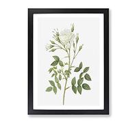 Rose Of Rosenberg In White By Pierre Joseph Redoute Vintage Framed Wall Art Print, Ready to Hang Picture for Living Room Bedroom Home Office Décor, Black A2 (64 x 46 cm)