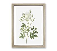Rose Of Rosenberg In White By Pierre Joseph Redoute Vintage Framed Wall Art Print, Ready to Hang Picture for Living Room Bedroom Home Office Décor, Oak A2 (64 x 46 cm)