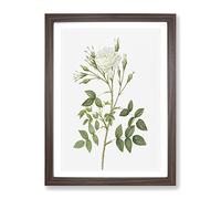 Rose Of Rosenberg In White By Pierre Joseph Redoute Vintage Framed Wall Art Print, Ready to Hang Picture for Living Room Bedroom Home Office Décor, Walnut A3 (34 x 46 cm)