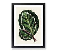 Rose Painted Calathea Leaves by Benjamin Fawcett Framed Print | A2 Black Framed Wall Art | Ready to Hang | Modern Floral Picture | Living Room Bedroom Lounge Office