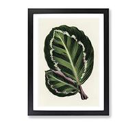 Rose Painted Calathea Leaves By Benjamin Fawcett Vintage Framed Print | A2 Black Framed Wall Art | Ready to Hang | Classic Floral Picture | Living Room Bedroom Lounge Office