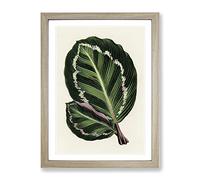Rose Painted Calathea Leaves By Benjamin Fawcett Vintage Framed Print | A4 Oak Framed Wall Art | Ready to Hang | Classic Floral Picture | Living Room Bedroom Lounge Office
