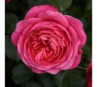 Rose 'Palace Bernstorff' 4L Plant. Scented pink rosette flowered rose. Available from Bedwen Plants