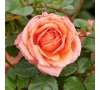 Rose 'Palace Rundale' 9cm Plant x 2. Pink and peach multi-coloured rose. Available from Bedwen Plants