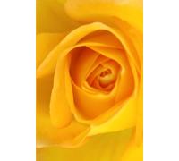 ROSE&PAPER Fine Writing Journal - Rose No. 13, 2026 Collection - for Women, Writers, Students & Rose Lovers: College-Ruled Notebook, 6x9 in (15.24 x ... Hot-Pink Margins - Romantic Floral Cover