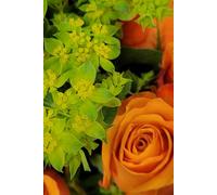 ROSE&PAPER Fine Writing Journal - Rose No. 17, 2026 Collection - for Women, Writers, Students & Rose Lovers: College-Ruled Notebook, 6x9 in (15.24 x ... Hot-Pink Margins - Romantic Floral Cover