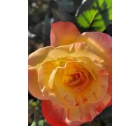 ROSE&PAPER Fine Writing Journal - Rose No. 19, 2026 Collection - for Women, Writers, Students & Rose Lovers: College-Ruled Notebook, 6x9 in (15.24 x ... Hot-Pink Margins - Romantic Floral Cover