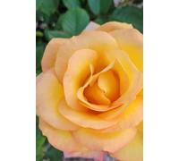 ROSE&PAPER Fine Writing Journal - Rose No. 21, 2026 Collection - for Women, Writers, Students & Rose Lovers: College-Ruled Notebook, 6x9 in (15.24 x ... Hot-Pink Margins - Romantic Floral Cover