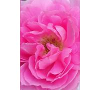 ROSE&PAPER Fine Writing Journal - Rose No. 6, 2026 Collection - for Women, Writers, Students & Rose Lovers: College-Ruled Notebook, 6x9 in (15.24 x ... Hot-Pink Margins - Romantic Floral Cover