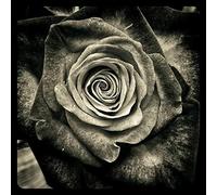 Rose Pattern Photo Black and White Puzzle,Adult Puzzle,Paper Puzzle,1000 Piece Puzzle for Adults26x38cm