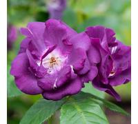 Rose Rhapsody In Blue Floribunda Dark Purple Fragrant Blooms Repeat Flowering Garden Shrub Attracts Pollinators Thompson & Morgan