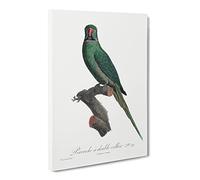 Rose Ringed Parakeet By F. Levaillant Vintage Canvas Wall Art Print Ready to Hang, Framed Picture for Living Room Bedroom Home Office Décor, 24x16 Inch (60x40 cm)