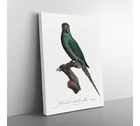Rose Ringed Parakeet By F. Levaillant Vintage Canvas Wall Art Print Ready to Hang, Framed Picture for Living Room Bedroom Home Office Décor, 76x50 cm (30x20 Inch)