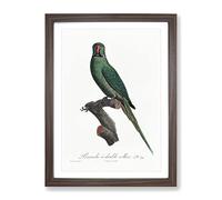 Rose Ringed Parakeet By F. Levaillant Vintage Framed Wall Art Print, Ready to Hang Picture for Living Room Bedroom Home Office Décor, Walnut A4 (34 x 25 cm)