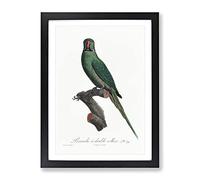 Rose Ringed Parakeet By F. Levaillant Vintage Framed Wall Art Print, Ready to Hang Picture for Living Room Bedroom Home Office Décor, Black A2 (64 x 46 cm)