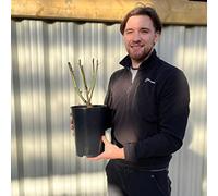 Rose Ruby Wedding | Hybrid Tea Rose | 4L Potted