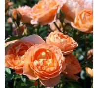 Rose Sweet Dream 4L Pot Peachy Apricot Patio Rose Garden Plant