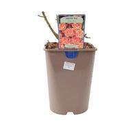 Rose 'Thank You' in 5.5L Pot - Fragrant Hardy Garden Rose Bush Gift for Summer Colour - Metal Teal Vertical Line