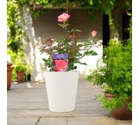 Rose You Are My Everything 5.5L Pot Romantic Gift Rose Garden Plant