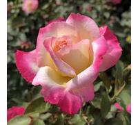 Rose You Are My Everything 5.5L Pot Romantic Gift Rose Garden Plant