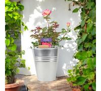 Rose You Are My Everything 5.5L Pot Romantic Gift Rose Garden Plant