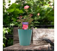 Rose You Are My Everything 5.5L Pot Romantic Gift Rose Garden Plant