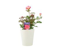 Rose You’re My Everything - 5.5L Pot - Romantic Gift Rose - Metal Vertical Line Cream