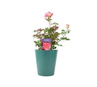 Rose You’re My Everything - 5.5L Pot - Romantic Gift Rose - Metal Vertical Line Teal