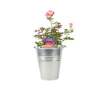 Rose You’re My Everything - 5.5L Pot - Romantic Gift Rose - Metal Zinc With Handle
