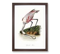 Roseate Spoonbill Bird Framed Print | A2 Walnut Framed Wall Art | Ready to Hang | Modern Nature Picture | Living Room Bedroom Lounge Office