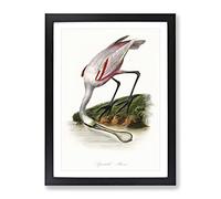 Roseate Spoonbill Bird Vintage Framed Print | A4 Black Framed Wall Art | Ready to Hang | Classic Nature Picture | Living Room Bedroom Lounge Office