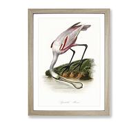 Roseate Spoonbill Bird Vintage Framed Print | A4 Oak Framed Wall Art | Ready to Hang | Classic Nature Picture | Living Room Bedroom Lounge Office