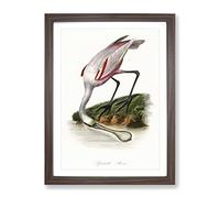 Roseate Spoonbill Bird Vintage Framed Print | A4 Walnut Framed Wall Art | Ready to Hang | Classic Nature Picture | Living Room Bedroom Lounge Office