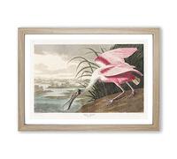 Roseate Spoonbill by John James Audubon Framed Print | A2 Oak Framed Wall Art | Ready to Hang | Modern Nature Picture | Living Room Bedroom Lounge Office