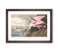 Roseate Spoonbill by John James Audubon Framed Print | A2 Walnut Framed Wall Art | Ready to Hang | Modern Nature Picture | Living Room Bedroom Lounge Office