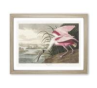 Roseate Spoonbill By John James Audubon Vintage Framed Print | A3 Oak Framed Wall Art | Ready to Hang | Classic Nature Picture | Living Room Bedroom Lounge Office