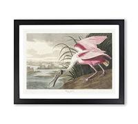 Roseate Spoonbill By John James Audubon Vintage Framed Print | A4 Black Framed Wall Art | Ready to Hang | Classic Nature Picture | Living Room Bedroom Lounge Office