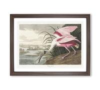 Roseate Spoonbill By John James Audubon Vintage Framed Print | A4 Walnut Framed Wall Art | Ready to Hang | Classic Nature Picture | Living Room Bedroom Lounge Office