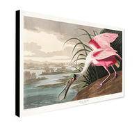 Roseate Spoonbill by John James Audubon - Wrapped Framed Canvas Wall Art - Various Sizes (A2 [61cm x 41cm])