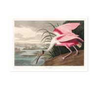Roseate Spoonbill Poster John James Audubon Vintage Bird Illustration Antique Print Ornithology Art, Archival Matte, A5 (Print Only) - 21x14.8cm