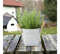 Rosemary in Heart Tin - Fragrant Mediterranean Herb for Home and Garden